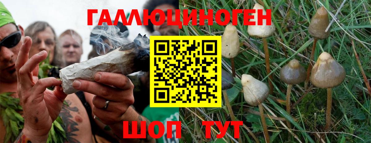 Псилоцибиновые грибы Psilocybe  Вход с VPN  Чехов 